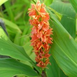 Foltz plant