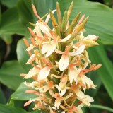 Foltz plant