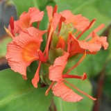 Foltz plant