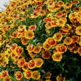 Foltz plant