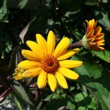Foltz plant