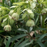 Foltz plant