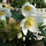 Foltz plant