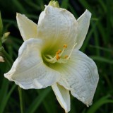 Foltz plant