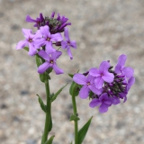 Foltz plant