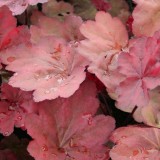 Foltz plant