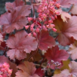 Foltz plant