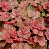 Foltz plant