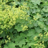 Foltz plant