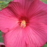 Foltz plant