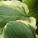 Foltz plant