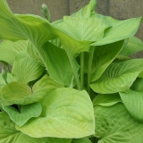 Foltz plant