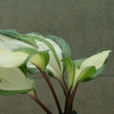 Foltz plant