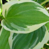 Foltz plant