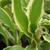 Foltz plant