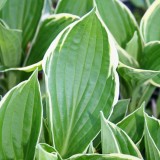 Foltz plant