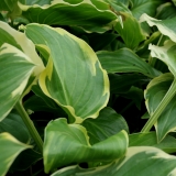 Foltz plant