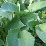 Foltz plant