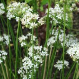 Foltz plant
