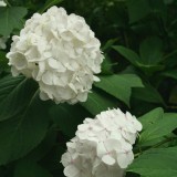 Foltz plant
