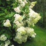 Foltz plant
