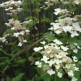 Foltz plant