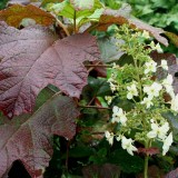Foltz plant