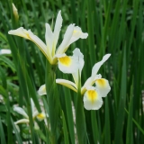 Foltz plant