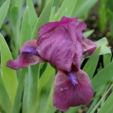 Foltz plant