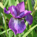 Foltz plant