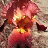 Foltz plant