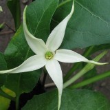 Foltz plant