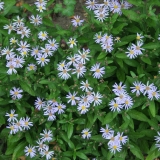Foltz plant