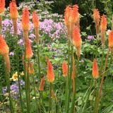 Foltz plant