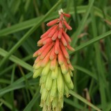 Foltz plant