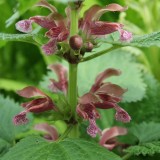 Foltz plant