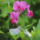 Foltz plant