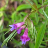 Foltz plant