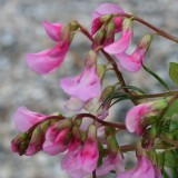 Foltz plant