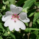 Foltz plant