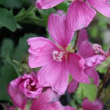 Foltz plant