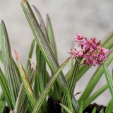 Foltz plant