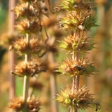 Foltz plant