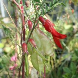 Foltz plant