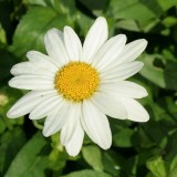Foltz plant