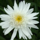Foltz plant