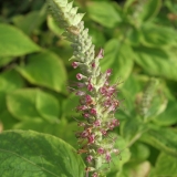 Foltz plant