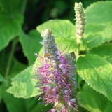 Foltz plant