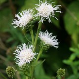Foltz plant