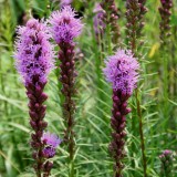 Foltz plant